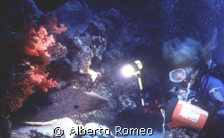 BIG MORAY EEL SHOOTING BY GIRLDIVER WITH IKELITE HOUSING ... by Alberto Romeo 